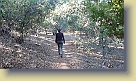 Hike-Redwood-City-Dec2011 (12) * 1280 x 720 * (157KB)